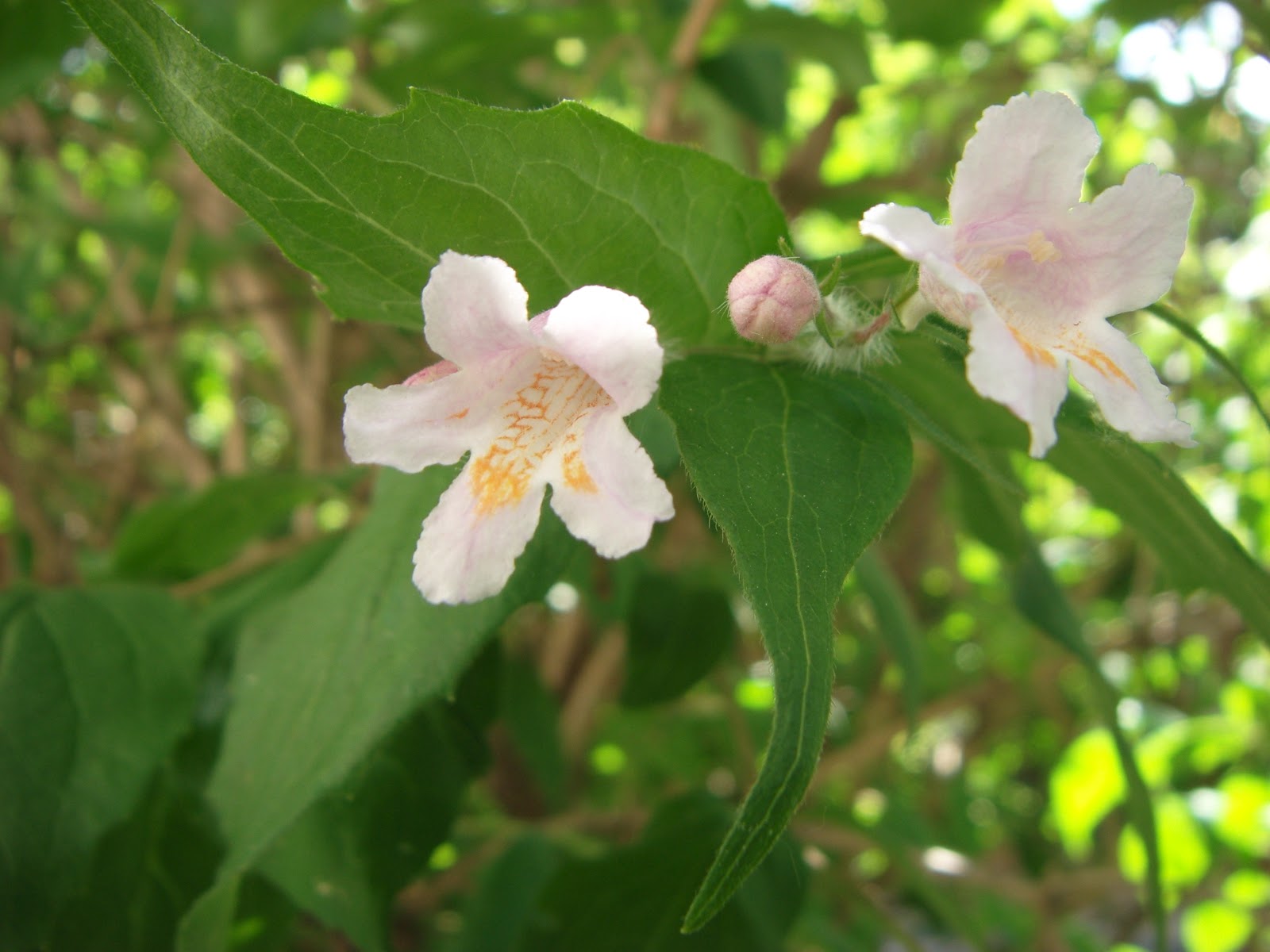 Heirloom (Heirloom scientific name) for planting in garden